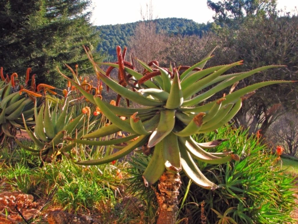 Aloe and succulent plants growing in a sunny garden bed with hills behind
